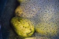 Frog Spawn in a garden pond