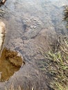 Frog Spawn in a muddy puddle Royalty Free Stock Photo