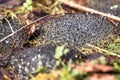 Frog spawn into a muddy soil, danger to drying up or dehydration