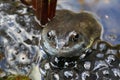 Frog with Spawn in a Pond