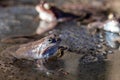 The frog and spawn in the pond, springtime Royalty Free Stock Photo
