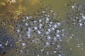 Frog spawn on pond water Royalty Free Stock Photo