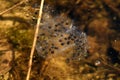 Frog spawn in the water Royalty Free Stock Photo
