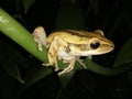 A Frog stand at the dark night Royalty Free Stock Photo