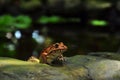 Frog staring from garden pool Royalty Free Stock Photo