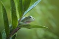 Frog stay on the leaf Royalty Free Stock Photo