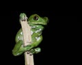 Frog on a stick at night Royalty Free Stock Photo