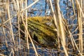 A frog on a stone basks in spring sun, Latvia