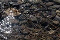 Frog with stone in waterfall reflection