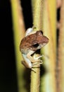 Frog on a Straw