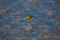 Frog in the lake Royalty Free Stock Photo