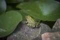 Frog Sunbathing