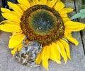 Frog on sunflower