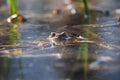 Frog on the surface of the pond. Close-up portrait of the head of a frog Toad - Bufo bufo. Big eyes, reflection on the surface and Royalty Free Stock Photo