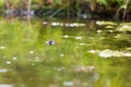 Frog on the surface of the pond. Close-up portrait of the head of a frog Toad - Bufo bufo. Big eyes, reflection on the surface and Royalty Free Stock Photo