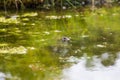 Frog on the surface of the pond. Close-up portrait of the head of a frog Toad - Bufo bufo. Big eyes, reflection on the surface and Royalty Free Stock Photo