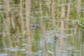 A frog on the surface of a pond among reeds. The frog`s head and eyes can be seen. Her image is reflected in the water Royalty Free Stock Photo