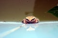 A frog on a surface of thin layer waterfall