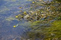 Frog in swamp Royalty Free Stock Photo