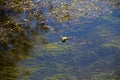 Frog in swamp Royalty Free Stock Photo