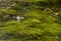 Frog in swamp Royalty Free Stock Photo