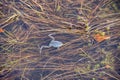 Frog in swamp Royalty Free Stock Photo