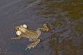 Frog swimming