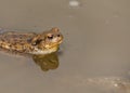 A common toad (Bufo bufo) swimming in a muddy pool Royalty Free Stock Photo
