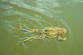 Frog swimming in a pond Royalty Free Stock Photo