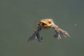 Frog swimming in a pond Royalty Free Stock Photo