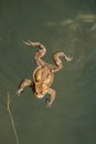 Frog swimming in a pond Royalty Free Stock Photo