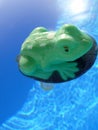 Frog and swimming pool Royalty Free Stock Photo