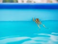 Frog in the swimming pool Royalty Free Stock Photo