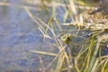 Frog Swimming In A Quiet Pond Royalty Free Stock Photo