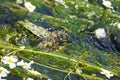 Frog swimming in the river ulla, la coruÃÂ±a