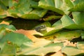 Frog swims in the swamp in the middle of green vegetation