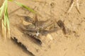 Frog Tadpole feast Royalty Free Stock Photo