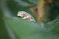 Frog tadpole on green leaf in brazilian forest Royalty Free Stock Photo