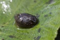 Frog tadpole on a leaf
