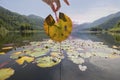 Frog Tadpole Stages on Mountain Lake Leaf