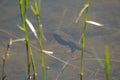 Frog Tadpole Image and Photo. Tadpole swimming in a pond with blur water displaying long tail, legs in its environment and habitat Royalty Free Stock Photo