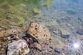 Frog tadpoles in the clear water of a reservoir on a sunny day. Horizontal photo of spring nature. Royalty Free Stock Photo