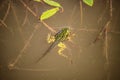 Frog with tail