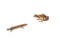 Frog and tailless lizard isolated