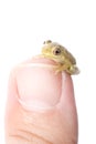 Frog on Thumb Royalty Free Stock Photo