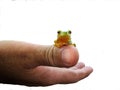 Frog on Thumb Royalty Free Stock Photo