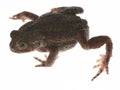 Frog toad Royalty Free Stock Photo