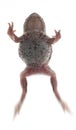 Frog toad Royalty Free Stock Photo