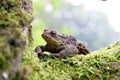 Frog toad Royalty Free Stock Photo