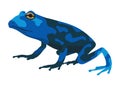 Frog or toad, amphibian animal. Type of froggy. Exotic tropical reptile. Flat vector illustration on white background